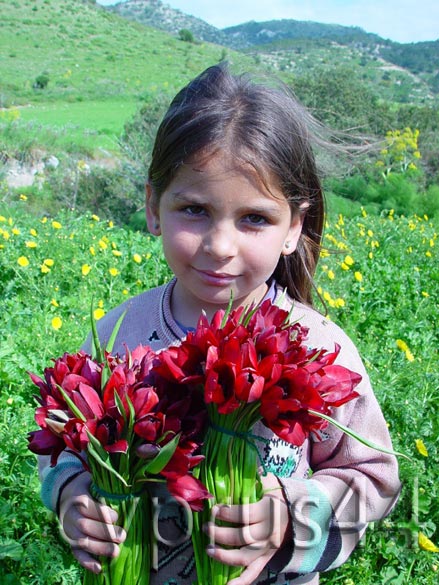 Cypriot Child Holding Tulips