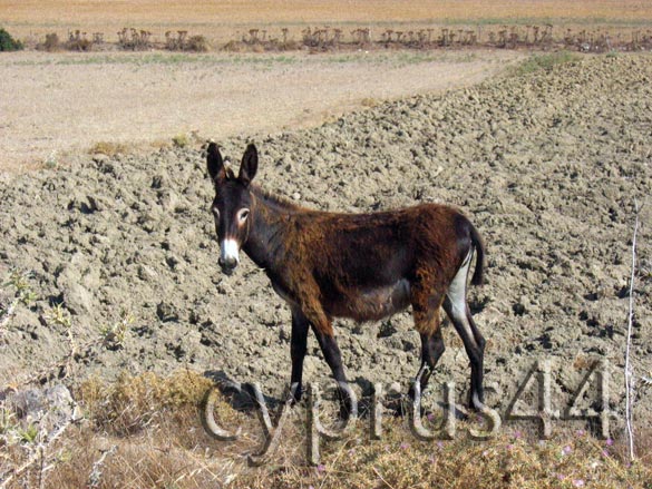 Wild Donkeys