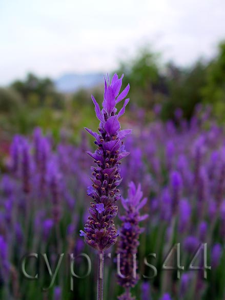 Wild Flowers