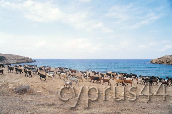 Wild Goats By The Sea