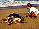 Turtle Watching On Alagadi Beach