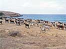 Wild Goats By The Sea